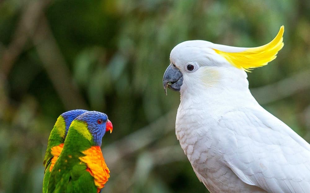 The Rainbow Cockatoo
