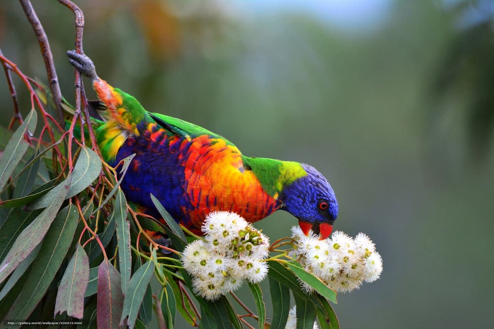 The Rainbow Cockatoo