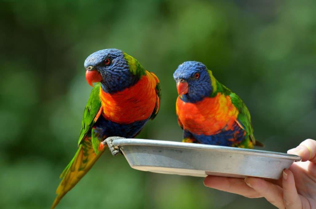 The Rainbow Cockatoo