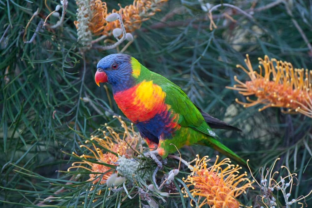 The Rainbow Cockatoo