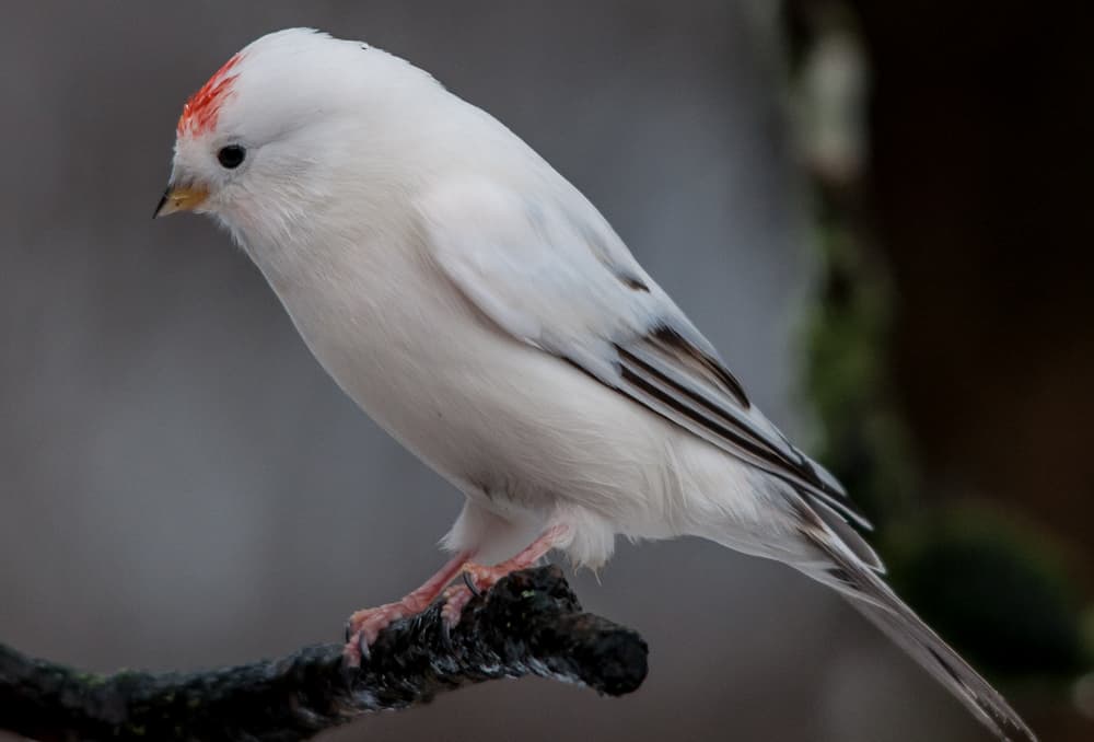 The White House Finch, House Finch Symbolism