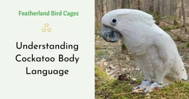 Understanding Cockatoo Body Language