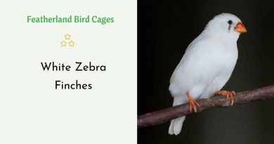 White Zebra Finches