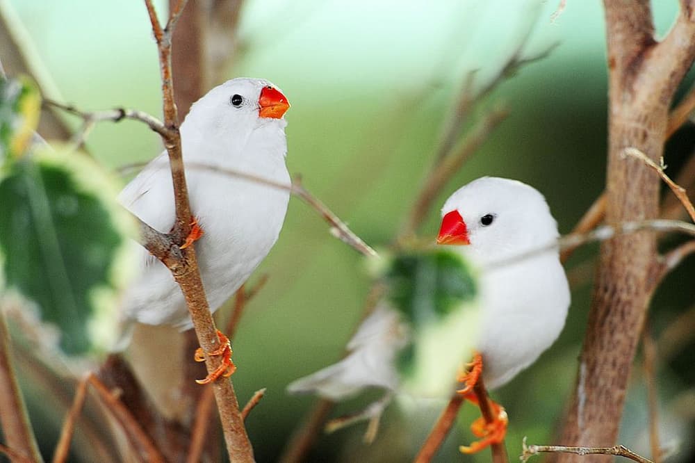 White Zebra Finches