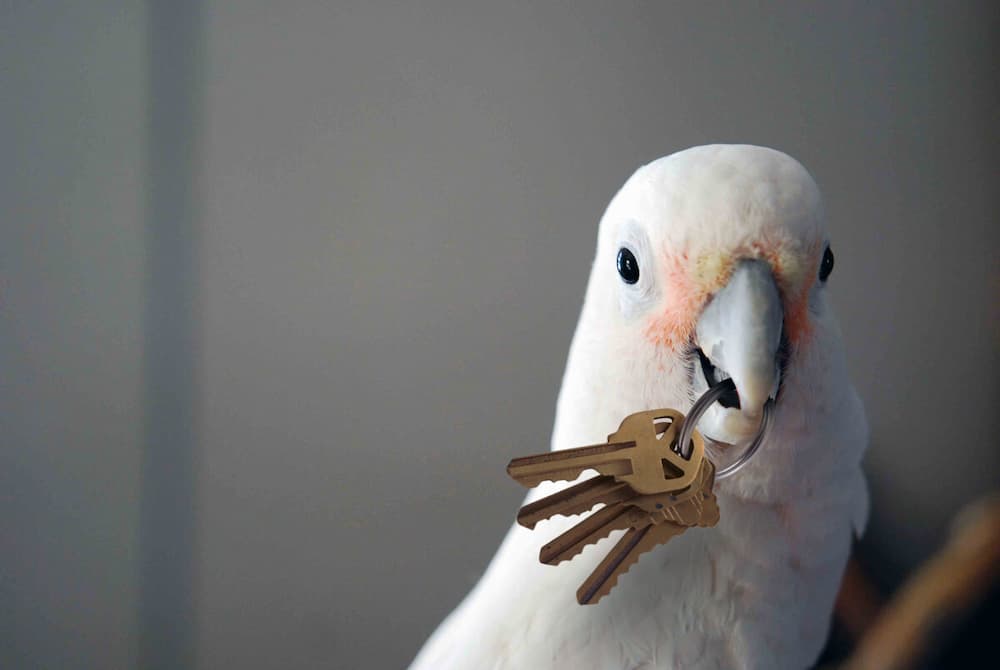 Why Do Cockatoos Like Music