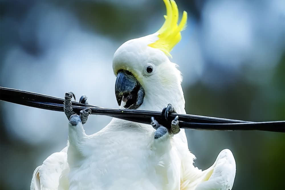 Why Do Cockatoos Like Music