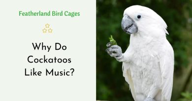 Why Do Cockatoos Like Music