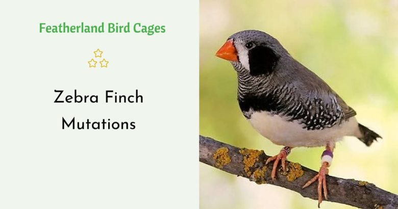 Zebra Finch Mutations