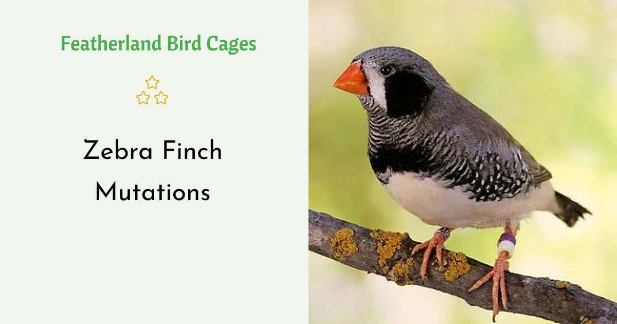 Zebra Finch Mutations - Featherland Bird Cages