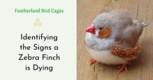 Identifying the Signs a Zebra Finch is Dying